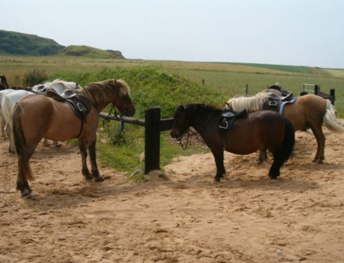 Islay Pony Trekking